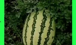 瓜洲免费吃瓜的地方,畅享夏日甜蜜时光